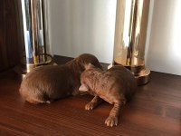 ANNE ALTINDA TOY BOY RED BROWN POODLE SAĞLIK VE IRK GARANTİ