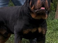 %100 Safkan Rottweiler Yavrular