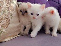 40 günlük scottish blue point ve british yavrular
