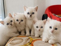 Her Renk Her Cins Kediler Bakmadan Geçme