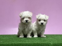 Irkının En İyi Örneği Maltese Terrier Yavrular