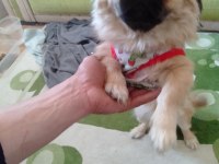 7 aylık dişi pekinez