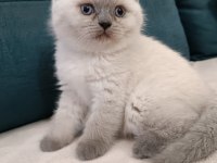 BRİTİSH SHORTHAİR BLUE POİNT ERKEK YAVRUMUZ