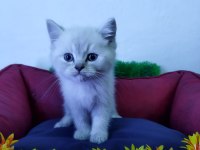 BEYAZ BRİTİSH SHORTHAİR YAVRULARIMIZ