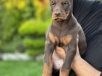 50 günlük a kalite dev doberman yavruları