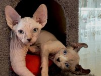 HEMEN SAHİPLENDİRİLECEK SPHYNX YAVRULARIMIZ