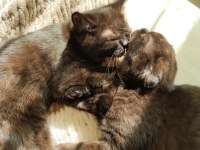 Scottish Fold Ve Ragdoll Kırması