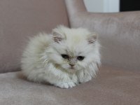 British Longhair, Vena yı sahiplendiriyoruz 2 aylık