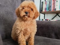 Red poodle yavrumuz