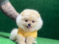 Sevimli Pomeranian Köpeğimiz