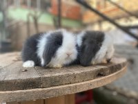 SAFKAN HOLLANDA LOP YAVRULAR GÜN İÇİNDE GÖNDERİM VAR