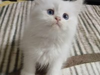 Safkan ırk yavru kediler