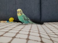 Muhabbet kuşu çok güzel renkler