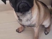 5 Aylık Pug Mops Acil