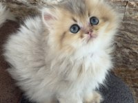 British Longhair Kedisi