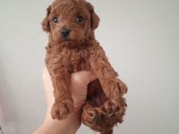 2 erkek poodle 2 aylık