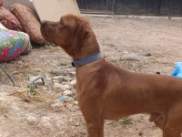 Pointer yavrular ve yetişkin pointer