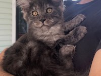 WCF Üyesi Grand Design Catteryden Black Smoke Maine Coon