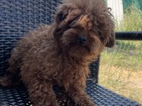 Erkek yetişkin poodle