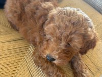 60 GÜNLÜK POODLE YAVRUMUZA YUVA ARIYORUZ
