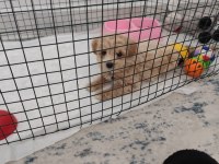 Oyun Delisi Maltipoo