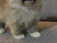 Pomeranian Boo Erkek Ve Dişi Yavrularımız