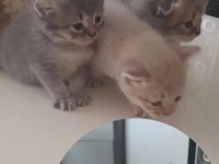 Sahiplendirilecek 5 tane cins kedi scottish fold