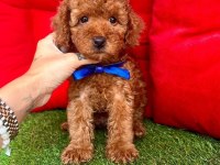 Safkan Toy Poodle Bebekler