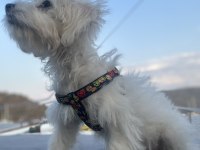 Dünya tatlı oglum maltese