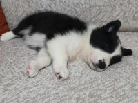 Sağlıklı border collie yavrular