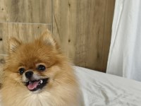 Pomeranian micro dişi