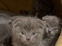 2 aylık ayı surat surat scottish fold