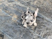 2 aylık merle french bulldog sahiplendirilecek
