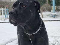 4.5 YAŞINDA DİŞİ KISIR CANE CORSO SAHİPLENDİRME