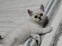 BLUEPOİNT DİŞİ BRİTİSH SHORTHAİR
