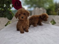 RUHSATLI KÖPEK ÇİFTLİĞİNDEN  TOYPOODLE YAVRULARIMIZ 