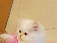 İran Persian erkek ve dişi yavrular