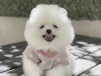 Bakımlı Pomeranian Boo