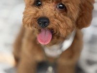 7 AYLIK TUVALET EĞİTİMLİ POODLE