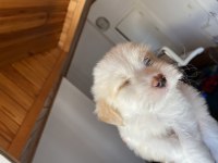 A KALİTE MALTİPOO BEBEK