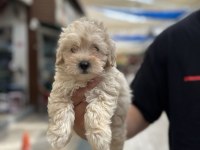 Orijinal Sağlıklı Aşılı Maltipoo