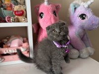 Scottish Fold Yavrular