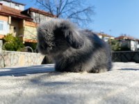 Teddy Lop tavşanı yavrular Sahiplendirilecek