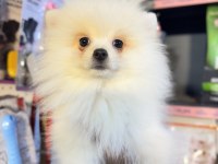 Spitz günü gelen aşıları yapılmıştır