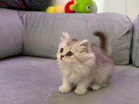 British longhair silver