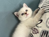 Blue point orjinal british shorthair prenses