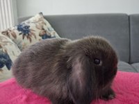 Mini Lop Tavşanı İthal Orjinal