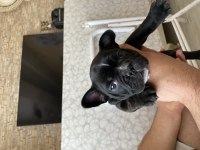 Fransız Bulldog 35 günlük
