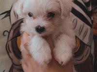 Yavru maltese terrier