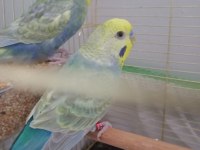 Rainbow çift muhabbet kuşu